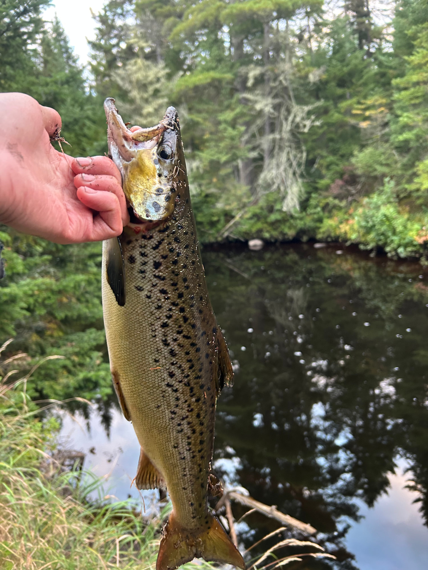 Grande ouananiche tenue devant une rivière forestière près de Mont-Tremblant en fin de saison 2026