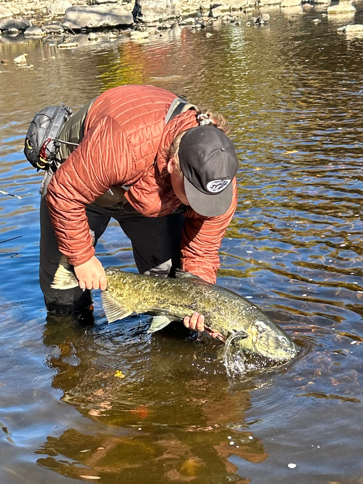 An angler holding a Chinook close to the water during the Kingston outing.